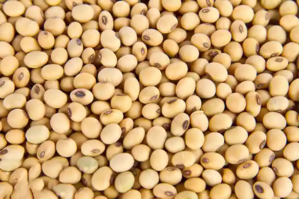 What is Soy Peptide?